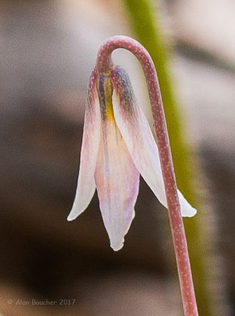 Endangered Minnesota Dwarf Trout Lily