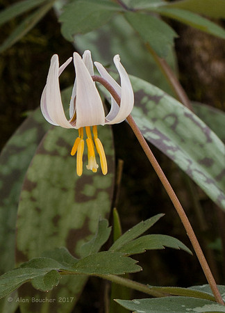 White Trout Lily