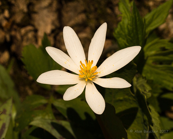 Bloodroot