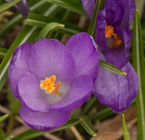 Purlple Flower