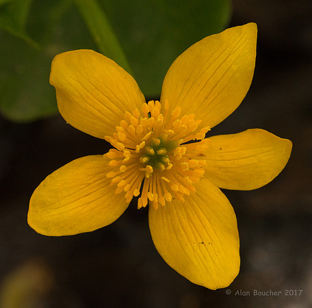 Marsh Marigold