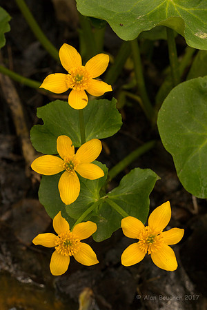 Marsh Marigolds