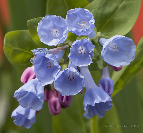 Trumpet Flowers