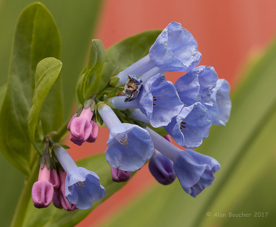 Trumpet Flowers