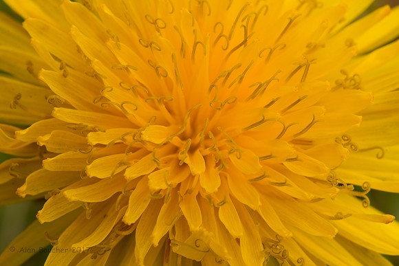 Dandelion