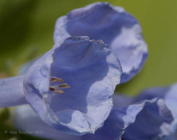 Trumpet Flowers
