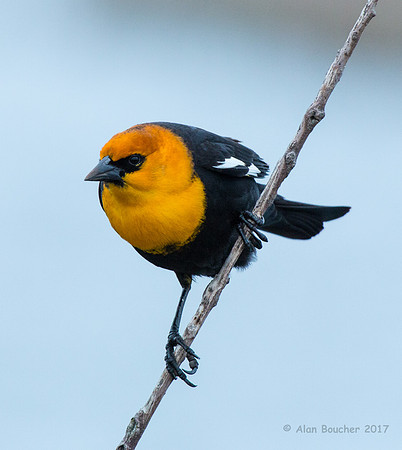 Yellow-headed Blackbird