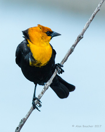 Yellow-headed Blackbird