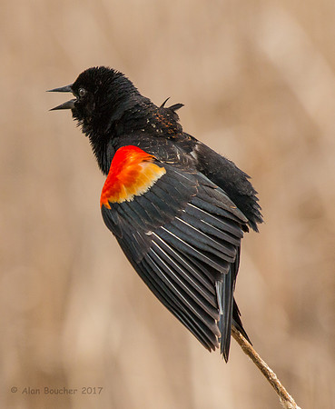 Red-winged Blackbird