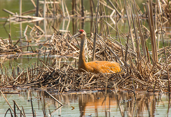 Male Sandhill Crane Keeping the Eggs Warm