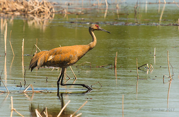 Female Sandhill walking back to the nest