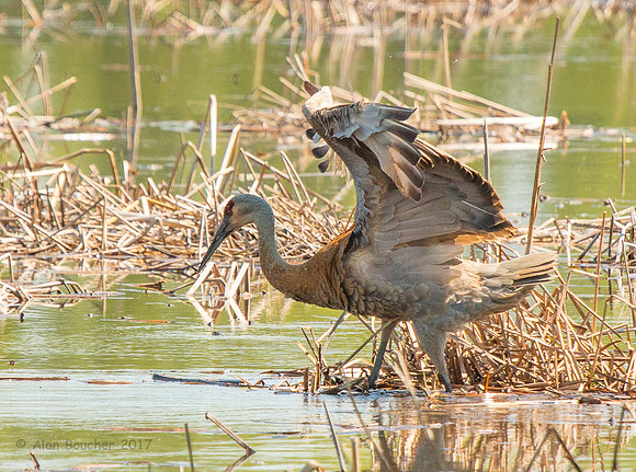 Male Leaving the nest to forage