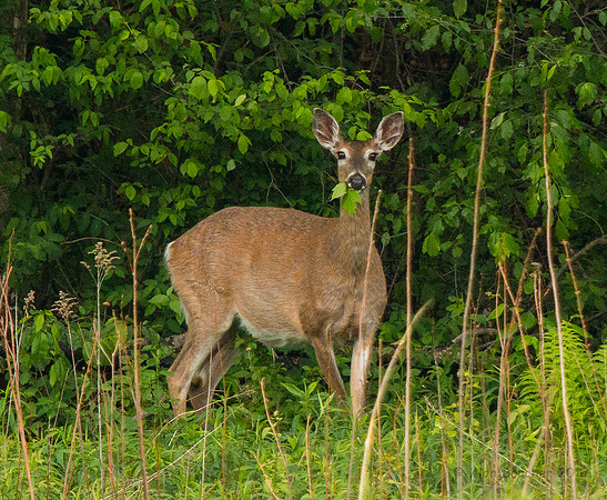 Whitetail Foraging