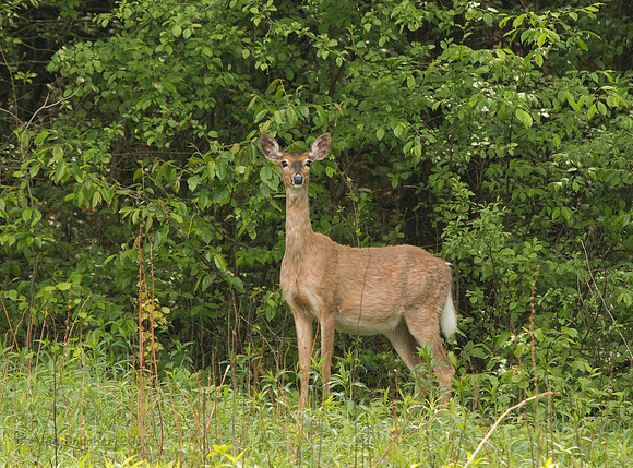 Pregnant Doe