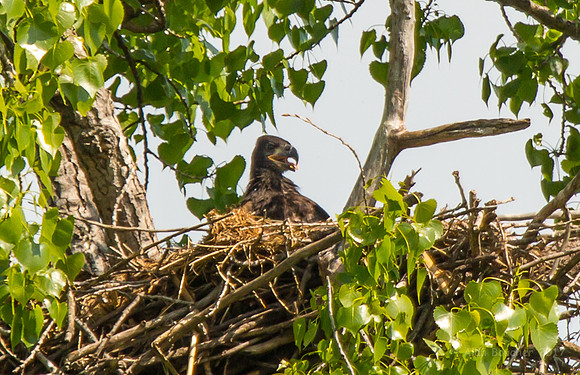Bald Eaglet waiting for dinner