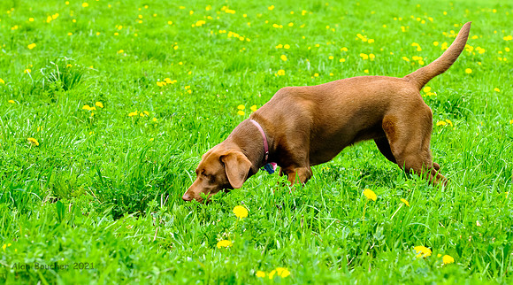 Where's that bunny rabbit?