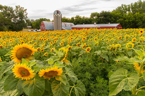 3 Big Sunflowers in Front