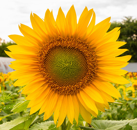 Sunny Side