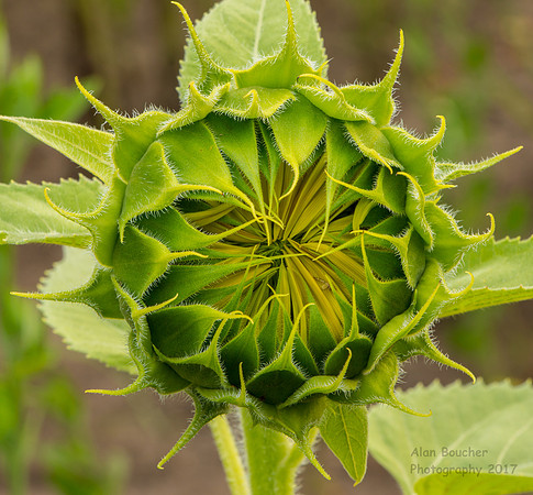 Sunflower Bud