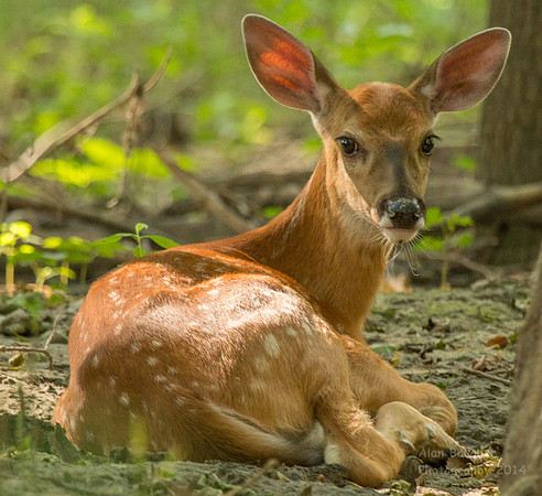 Spotted Fawn lying between the trees