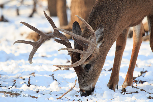 Buck Eating Leaves Under the Snow