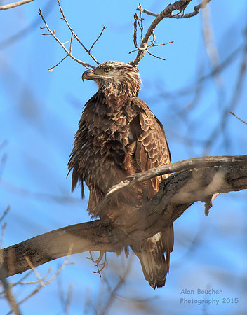Immature Bald Eagle