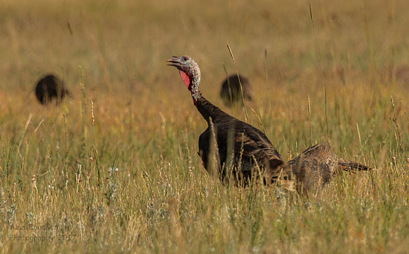 Wild Turkeys