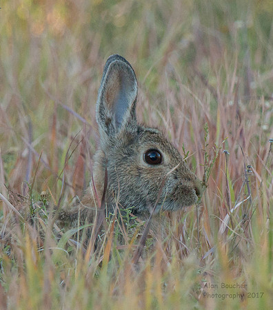 Cottontail in the Tall Grass