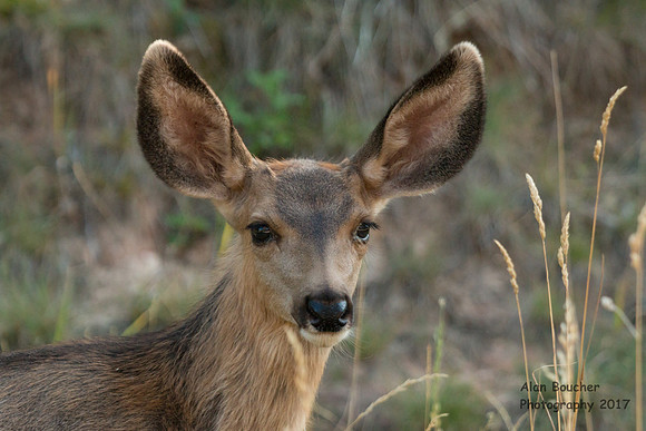 Mule Deer Fawn