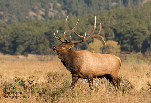 Impressive Bull