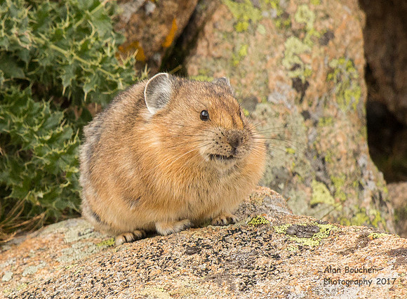 Pika