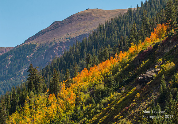 Aspens