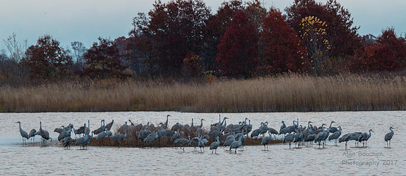 Sandhill Cranes Waking Up