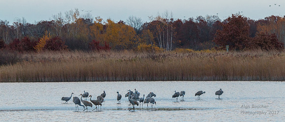 Sandhill Cranes Waking Up
