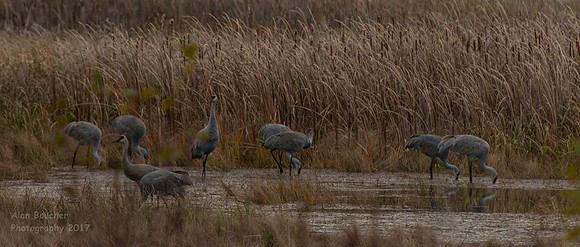 Sandhills in the Meadow