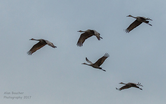 V Formation
