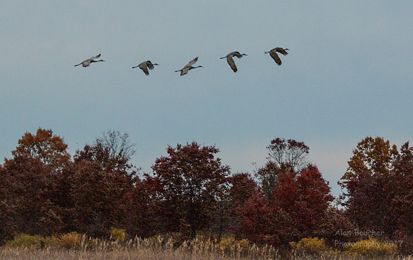 Flying over the Foliage