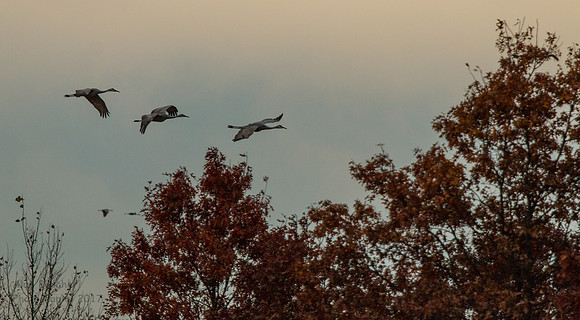 Flying over the Foliage