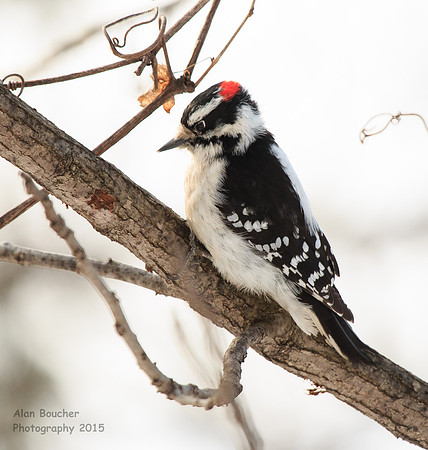 Downy Woodpecker looking for some grub