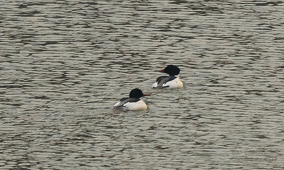 Common Mergansers