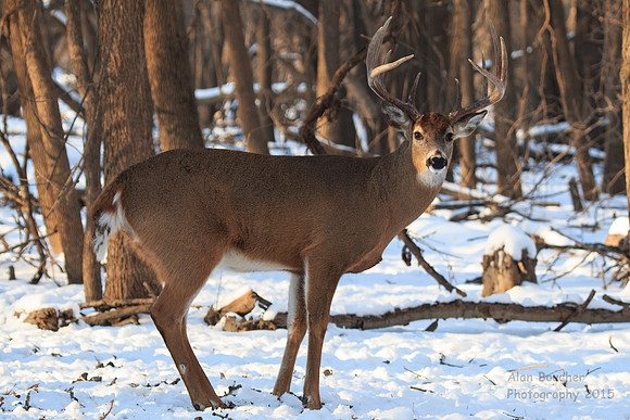 Buck Looking at You