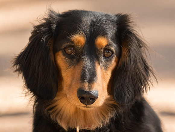 Long Haired Dachshund