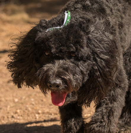 Poodle