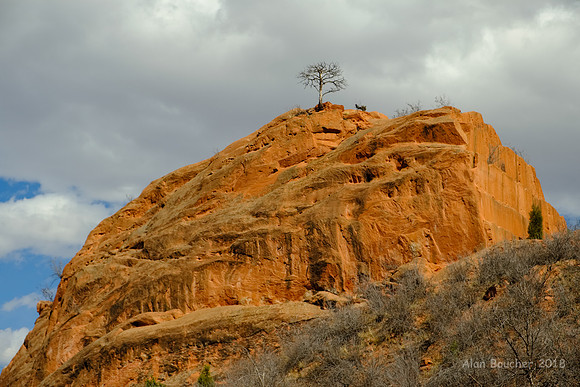 Lone Tree