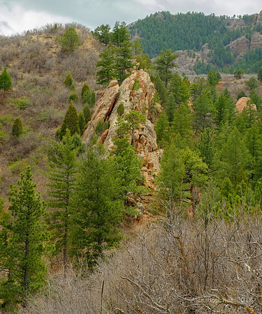 Rock Supporting Pines