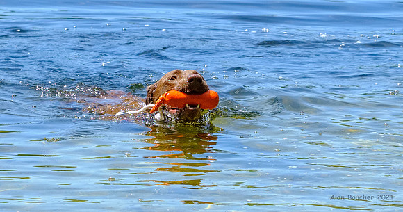 Bella the Water Retriever