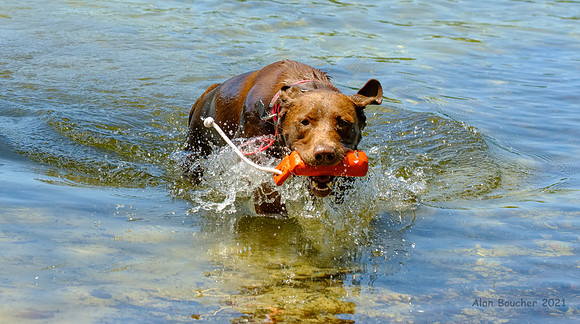 Bella the Water Retriever