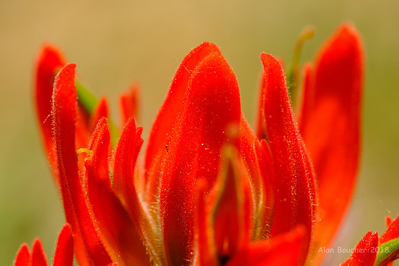 Indian Paintbrush Wildflower