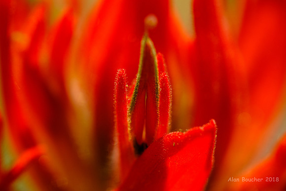 Indian Paintbrush Wildflower