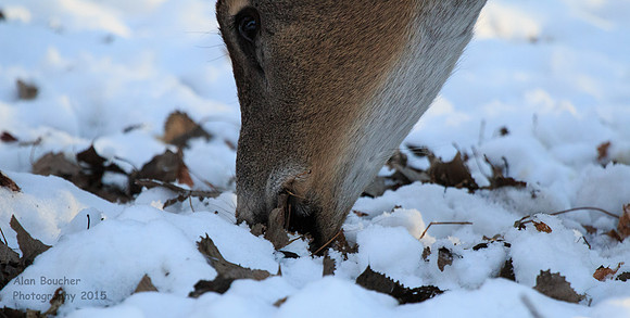 Something Tasty Under the Snow